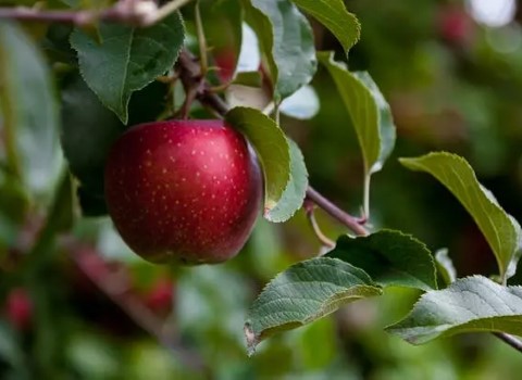 تصویر 4 از خرید و فروش سیب قرمز فرانسوی با شرایط فوق العاده
